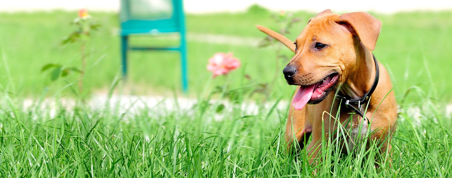 Dog Names Meaning Content Popular Male And Female Names Wag 